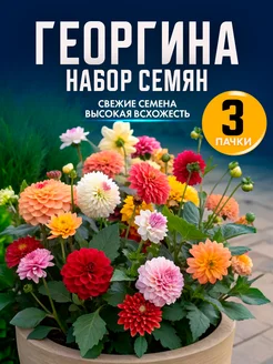 Семена цветов георгина