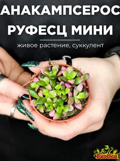 Анакампсерос Руфесценс Санрайз Мини D5см