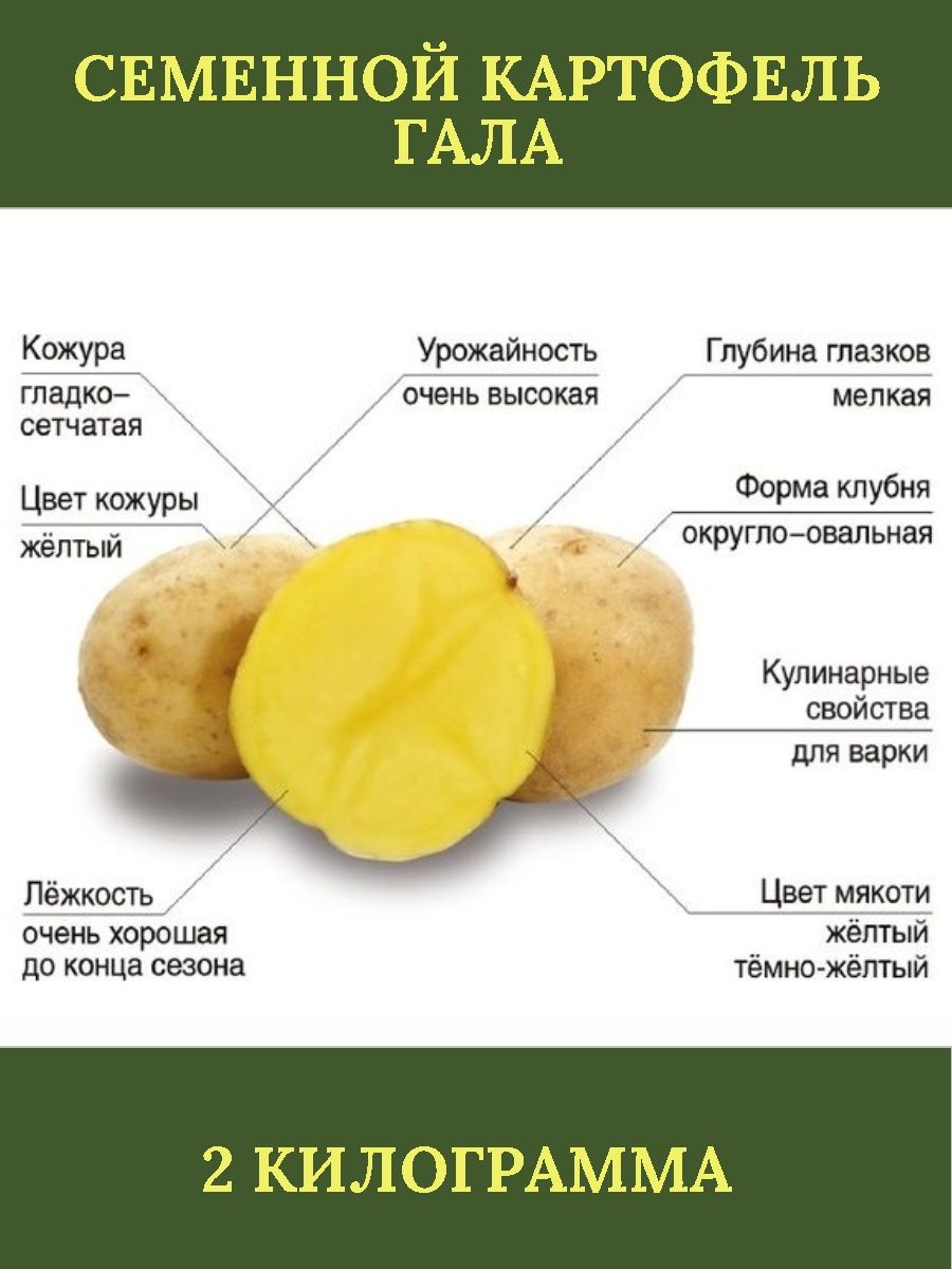 Картофель гала характеристика сорта отзывы