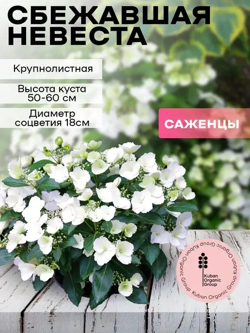 Саженец гортензия Сбежавшая Невеста Kuban Organic Group 156659751 купить за403 ₽ в интернет-магазине Wildberries